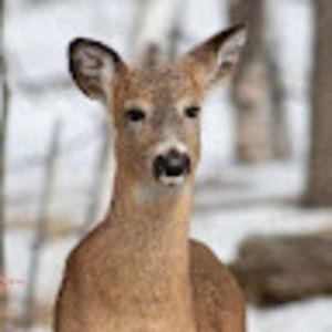 Meet your Posher, Dina